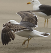 3cy graellsii LBBG in June, ringed in the Netherlands. (135385 bytes)